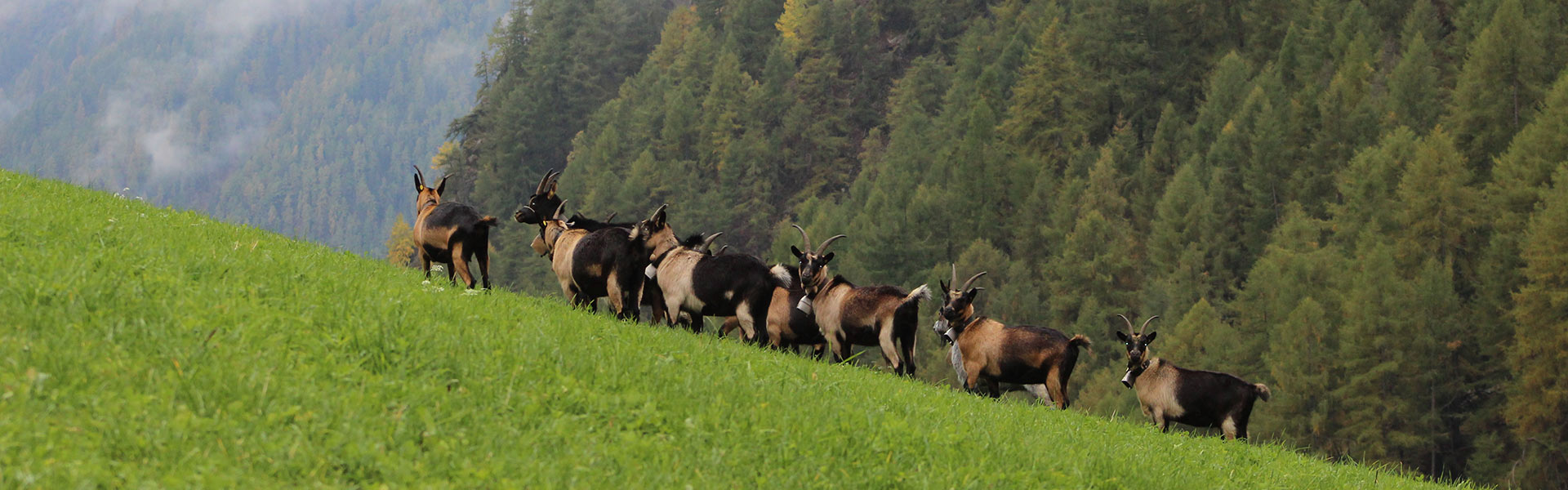 Autunno al maso Nassreid