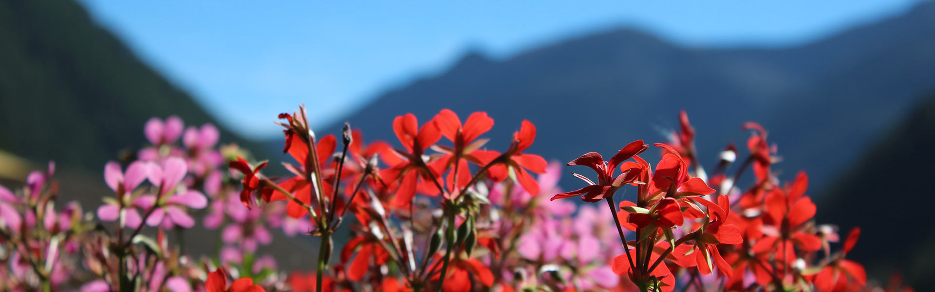 Sommer am Nassreidhof